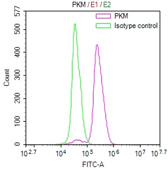 PKM Antibody