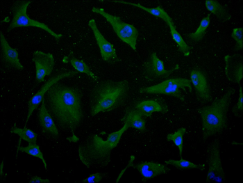 POSTN Antibody