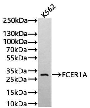 FCER1A Antibody