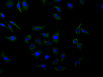 FCER1A Antibody