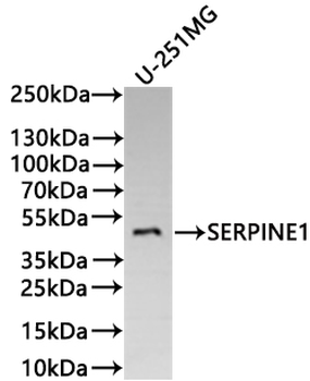 SERPINE1 Antibody