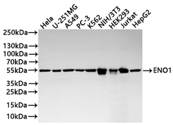 ENO1 Antibody