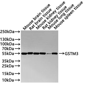 ENO1 Antibody