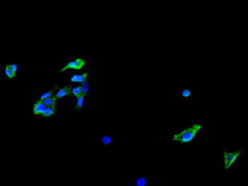 ENO1 Antibody