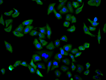 ENO1 Antibody