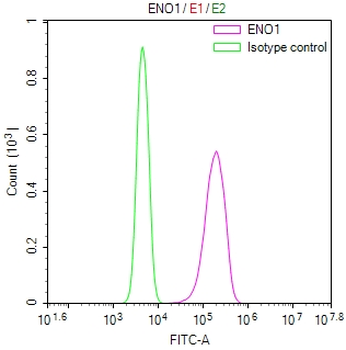 ENO1 Antibody
