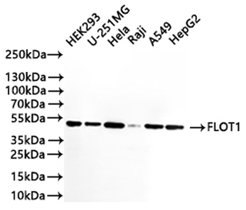 FLOT1 Antibody