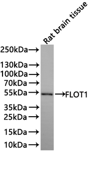 FLOT1 Antibody
