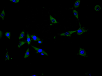 FLOT1 Antibody