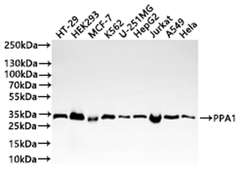 PPA1 Antibody