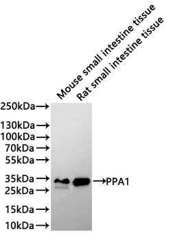 PPA1 Antibody