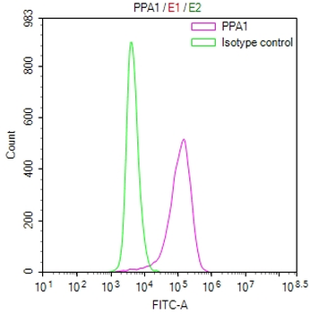 PPA1 Antibody