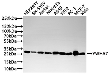 YWHAZ Antibody