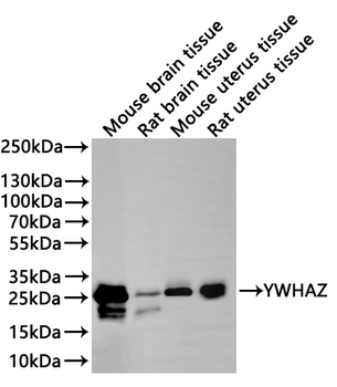 YWHAZ Antibody