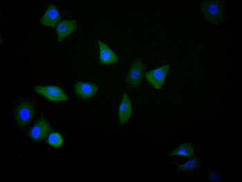 YWHAZ Antibody