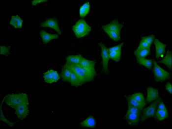 YWHAZ Antibody