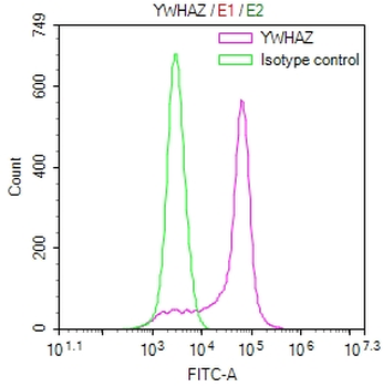 YWHAZ Antibody