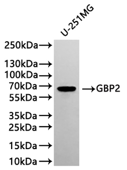 GBP2 Antibody