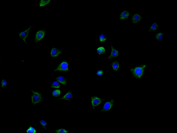 GBP2 Antibody