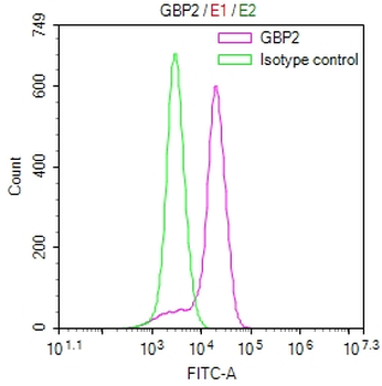 GBP2 Antibody
