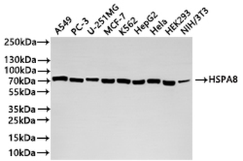 HSPA8 Recombinant Monoclonal Antibody