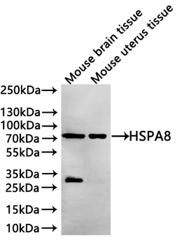 HSPA8 Recombinant Monoclonal Antibody