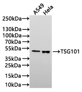 TSG101 Antibody