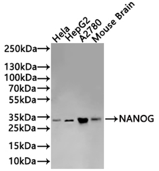 NANOG Antibody