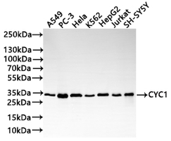 CYC1 Recombinant Monoclonal Antibody