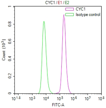 CYC1 Recombinant Monoclonal Antibody