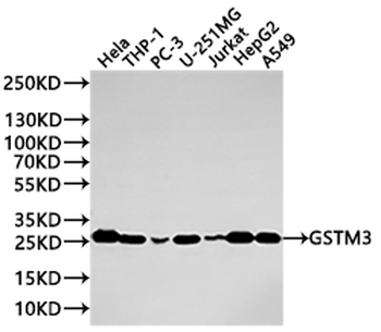 GSTM3 Antibody