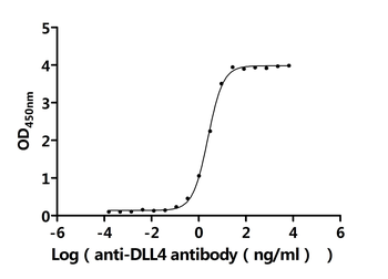 DLL4 Antibody