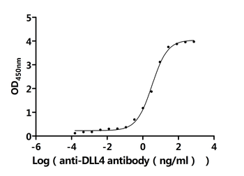 DLL4 Antibody