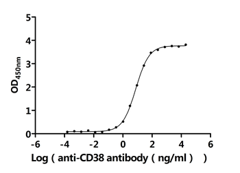 CD38 Antibody