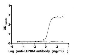 EDNRA Antibody