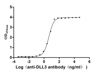 DLL3 Antibody