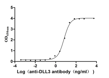 DLL3 Antibody