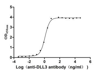 DLL3 Antibody