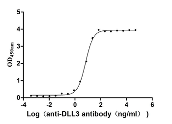 DLL3 Antibody