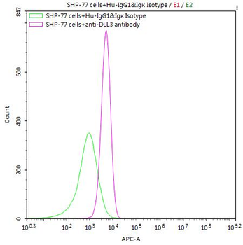 DLL3 Antibody