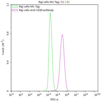 CD19 Antibody