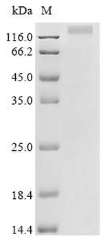 Recombinant Human Protein NDNF (NDNF)
