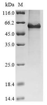 Recombinant Mouse Protein Wnt-7b (Wnt7b)