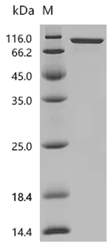 Recombinant Mouse Interleukin-13 receptor subunit alpha-1 (Il13ra1), partial