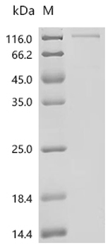 Recombinant Human Cadherin-19 (CDH19), partial