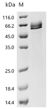 Recombinant Macaca fascicularis Delta-like protein (DLL4), partial