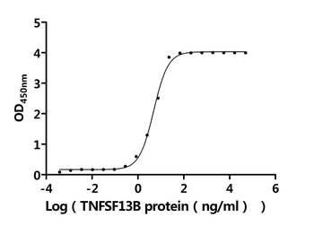 Recombinant Human Tumor necrosis factor receptor superfamily member 17 (TNFRSF17), partial (Active)
