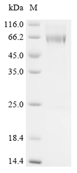Recombinant Mouse Z-DNA-binding protein 1 (Zbp1)
