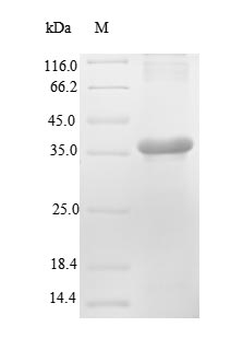 Recombinant Mouse Renin-2 (Ren2), partial
