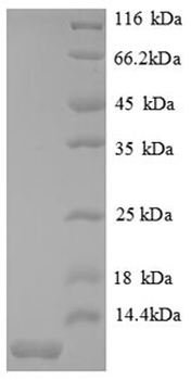 Recombinant Mouse C-X-C motif chemokine 2 (Cxcl2)